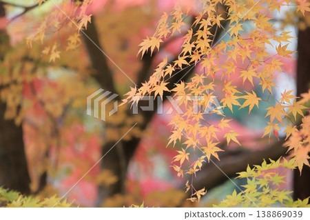 Beautiful autumn leaves Beautiful autumn leaves 138869039