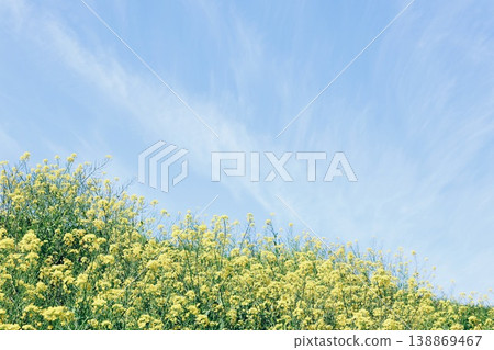 強姦花和藍天 強姦花和藍天 138869467