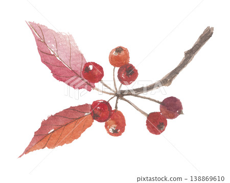 Aronia 'Chokeberry' painted in watercolor Aronia 'Chokeberry' painted in watercolor 138869610