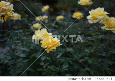 A cluster of yellow roses blooming in a tranquil atmosphere. A cluster of yellow roses blooming in a tranquil atmosphere. 138869641