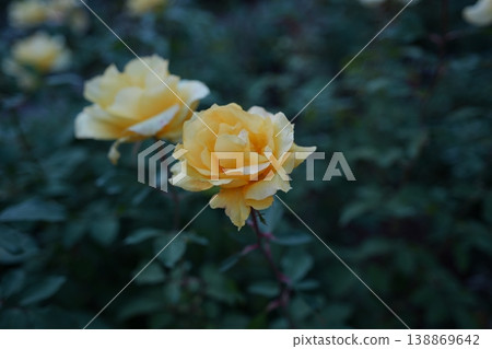 [Father's Day] Close-up of a yellow rose against a chic dark background. 138869642
