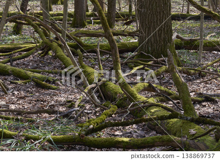 Mossy fallen tree trunk on the forest floor in the spring forest. 138869737