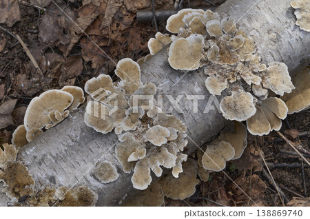 Group of mushrooms growing on a tree trunk in the autumn forest. 138869740