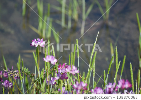 Chinese milk vetch and sparrow's lilies blooming in the rice paddies Chinese milk vetch and sparrow's lilies blooming in the rice paddies 138870065