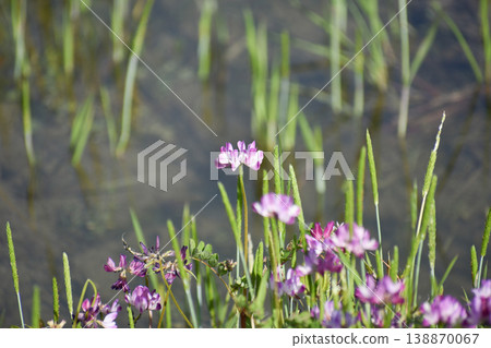 Chinese milk vetch and sparrow's lilies blooming in the rice paddies 138870067