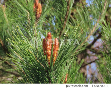 Close-up of buds and needles of Japanese red pine (akamatsu) Close-up of buds and needles of Japanese red pine (akamatsu) 138870092
