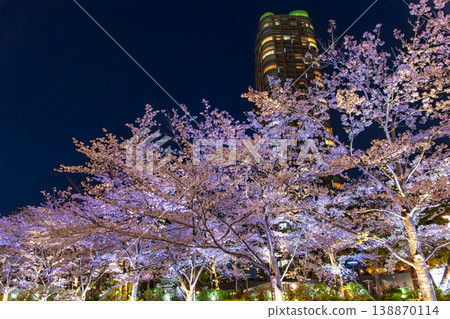 The cherry blossoms in full bloom are illuminated at night along Sakura Street in Tokyo Midtown, Minato Ward, Tokyo. The cherry blossoms in full bloom are illuminated at night along Sakura Street in Tokyo Midtown, Minato Ward, Tokyo. 138870114