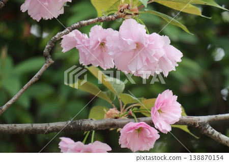 Late-blooming double-flowered cherry blossoms Late-blooming double-flowered cherry blossoms 138870154