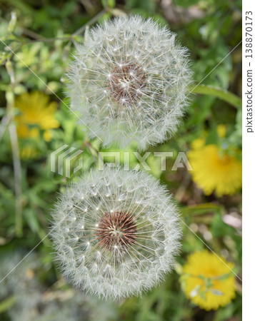 Fluffy dandelion fluff soaring into the future Fluffy dandelion fluff soaring into the future 138870173
