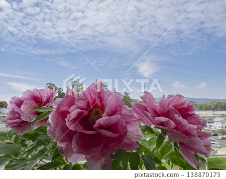 A noble scene of peonies blooming against the blue sky. A noble scene of peonies blooming against the blue sky. 138870175