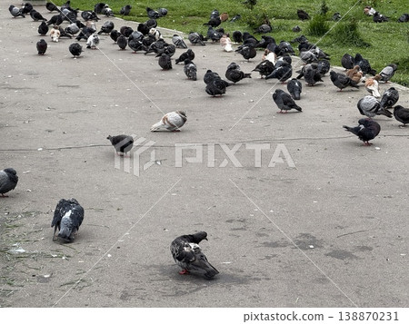 Pigeons gathered on a park path with green grass, suitable as a nature background Pigeons gathered on a park path with green grass, suitable as a nature background 138870231