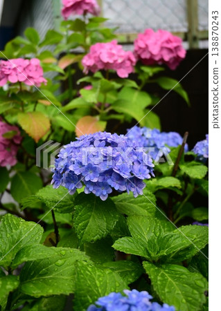 雨天的繡球花，是雨季來臨的標誌。 138870243
