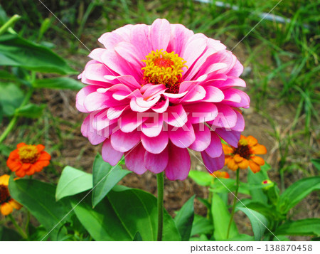 一片粉紅色的百日菊花海 138870458
