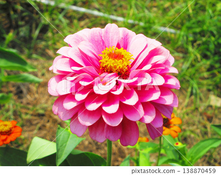 A landscape of pink zinnias A landscape of pink zinnias 138870459