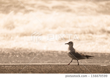 A black-headed gull strolls along the beach bathed in sunlight (sepia tone) A black-headed gull strolls along the beach bathed in sunlight (sepia tone) 138870599