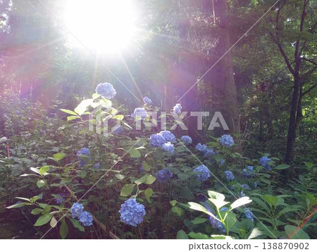 山形市出鹽文字堂盛開的繡球花 山形市出鹽文字堂盛開的繡球花 138870902