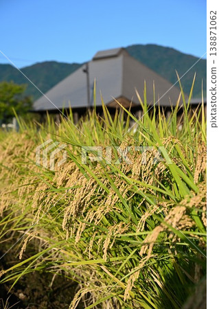 夏井的橋樹和稻穗景色(新潟縣新潟市西官區) 夏井的橋樹和稻穗景色(新潟縣新潟市西官區) 138871062