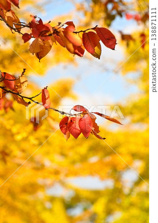 Shimami Ryokuchi Park and ginkgo trees on a clear autumn day (Niigata City, Niigata Prefecture) 138871111
