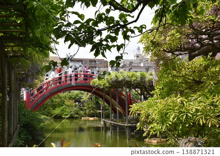 龜戶天神神社的紫藤花和太鼓橋(東京江東區) 龜戶天神神社的紫藤花和太鼓橋(東京江東區) 138871321