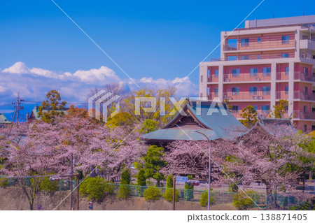 Cherry blossom trees and temple scenery Cherry blossom trees and temple scenery 138871405