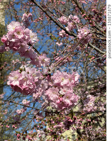 Pink cherry blossom flowers blooming on tree branches surrounded by greenery against blue sky. Beautiful spring nature scene with delicate sakura petals in bright sunlight. Vertical photography. Pink cherry blossom flowers blooming on tree branches surrounded by greenery against blue sky. Beautiful spring nature scene with delicate sakura petals in bright sunlight. Vertical photography. 138871879