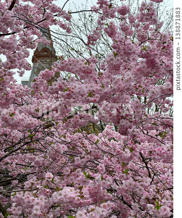 Pink cherry blossoms in full bloom cover tree branches with historic tower in background. Beautiful spring scene showcasing delicate sakura flowers in the city. Vertical photography. Pink cherry blossoms in full bloom cover tree branches with historic tower in background. Beautiful spring scene showcasing delicate sakura flowers in the city. Vertical photography. 138871883