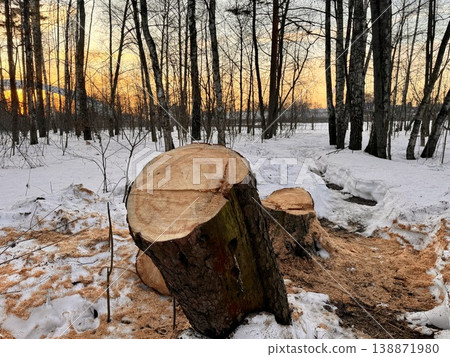 illegal logging in a forest park in Russia in the spring. High quality photo illegal logging in a forest park in Russia in the spring. High quality photo 138871980