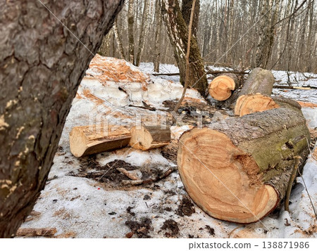 illegal logging in a forest park in Russia in the spring. High quality photo illegal logging in a forest park in Russia in the spring. High quality photo 138871986