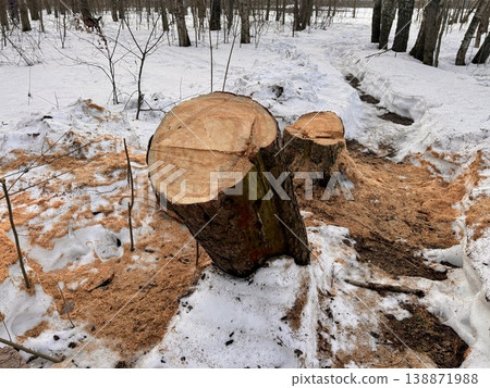 illegal logging in a forest park in Russia in the spring. High quality photo illegal logging in a forest park in Russia in the spring. High quality photo 138871988