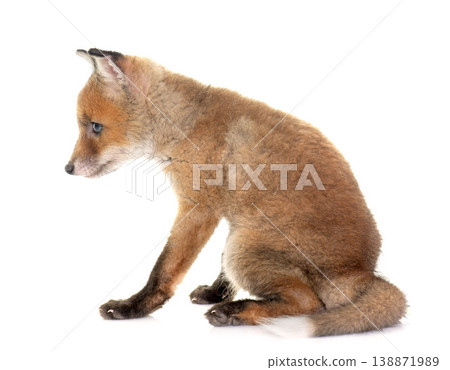 fox cub in studio fox cub in studio 138871989