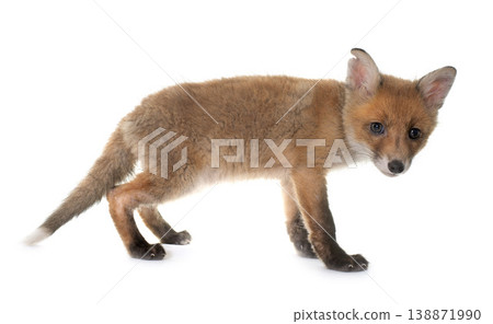 fox cub in studio fox cub in studio 138871990