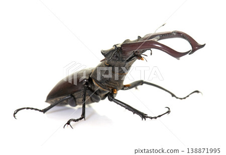 Lucanus cervus in studio Lucanus cervus in studio 138871995
