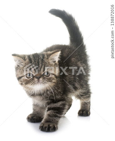 exotic shorthair kitten in studio exotic shorthair kitten in studio 138872016