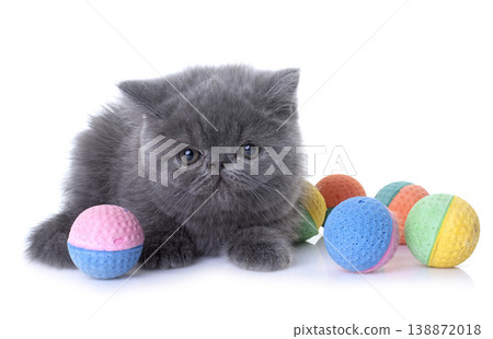 exotic shorthair kitten in studio 138872018