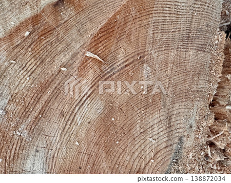 illegal logging in a forest park in Russia in the spring. High quality photo illegal logging in a forest park in Russia in the spring. High quality photo 138872034