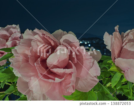A magnificent, large peony adorns the silence of the night. A magnificent, large peony adorns the silence of the night. 138872053