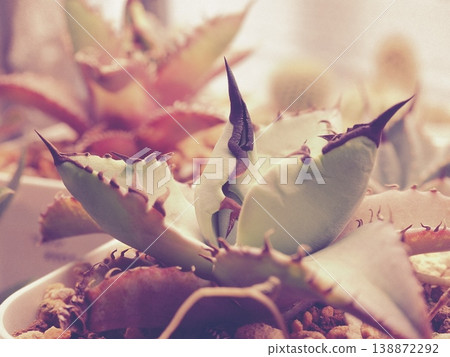 Agave and cactus Agave and cactus 138872292