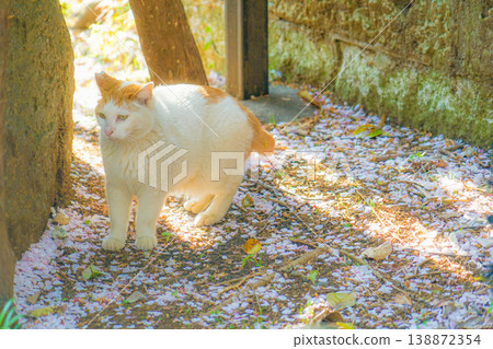 Image of Japanese Bobtail (tiger pattern) Image of Japanese Bobtail (tiger pattern) 138872354