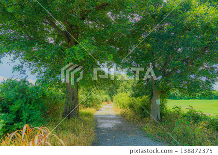 江戶川河堤岸風光（松戶市矢霧） 138872375
