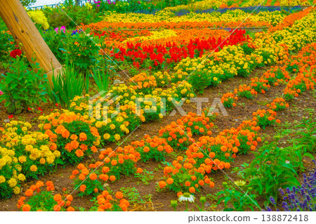 Flower field in Biei, Hokkaido Flower field in Biei, Hokkaido 138872418