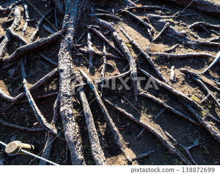 The dynamic shape of the roots of an ancient pine tree The dynamic shape of the roots of an ancient pine tree 138872699