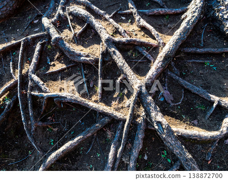 The dynamic shape of the roots of an ancient pine tree The dynamic shape of the roots of an ancient pine tree 138872700