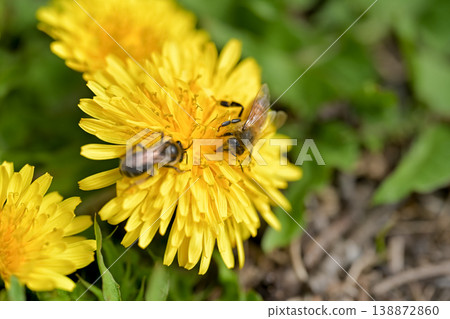 Bee on a dandelion 138872860