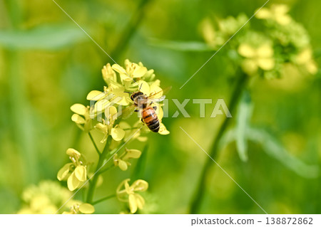 Bee on a rapeseed 138872862