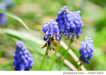 Muscari bees 138872863