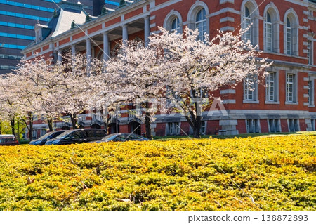 Ministry of Justice, former main building (red brick), cherry blossoms in full bloom 138872893