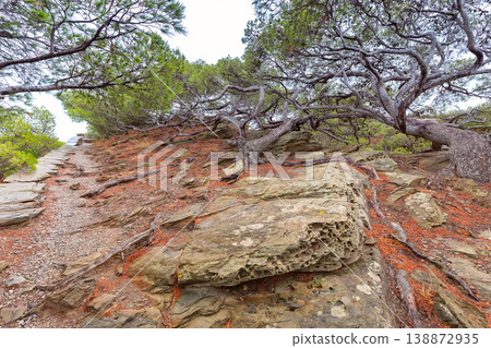 Wind bent pine trees on coastal trail near Cadaques, Spain 138872935