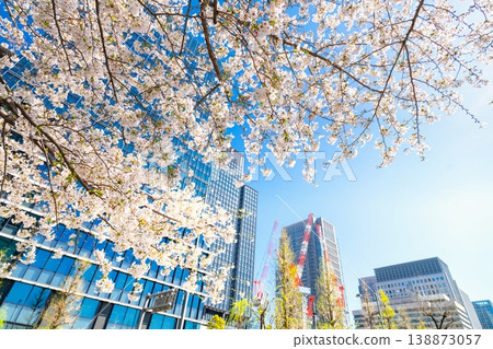 Cherry blossoms in full bloom in Tokyo's Marunouchi business district. Cherry blossoms in full bloom in Tokyo's Marunouchi business district. 138873057