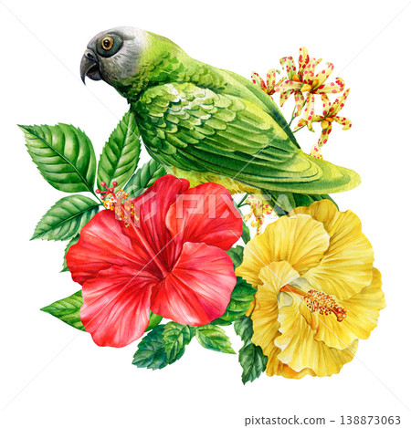 amazon parrot watercolor clipart with red and yellow hibiscus blooms isolated on light background for tropical design 138873063