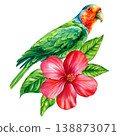 rosella parrot watercolor clipart with red hibiscus and green leaves isolated on light background for tropical decor 138873071